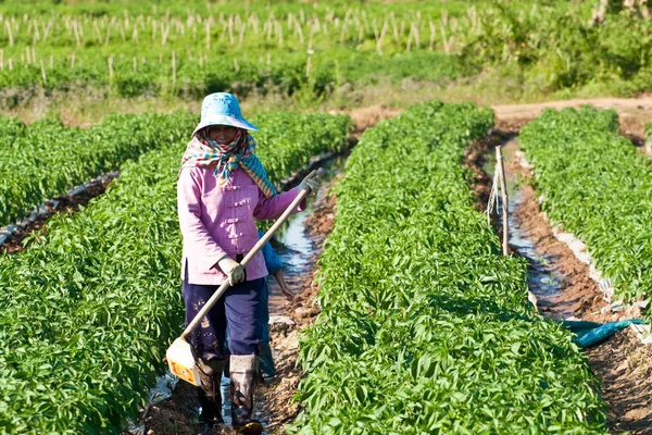 Gente Trabajando Parque Pimientos Verdes — Foto de Stock