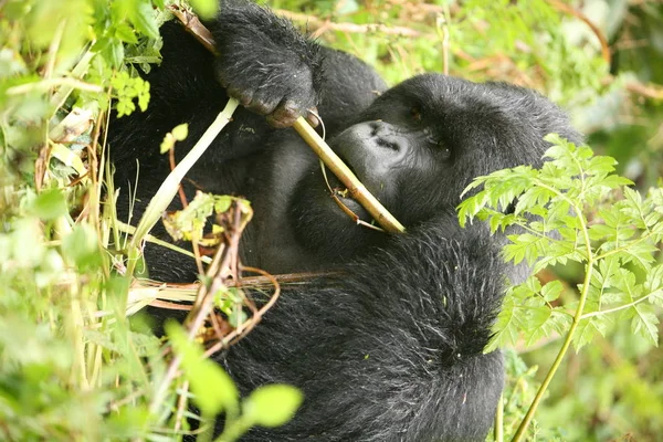 Villi Gorilla Eläin Ruanda Afrikka Trooppinen Metsä — kuvapankkivalokuva