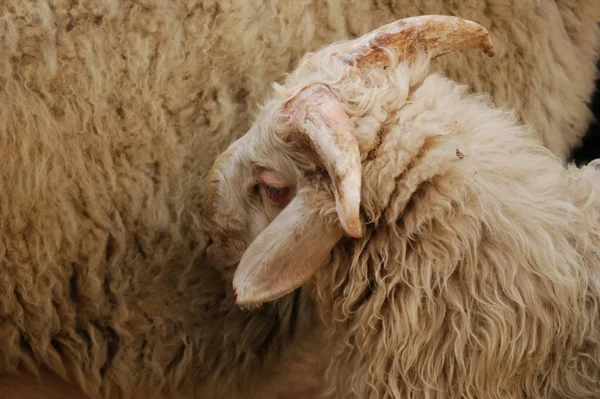 Medvetandet Hos Det Gamla Kinesiska Folket Ram Ödmjuk Fredlig Snäll — Stockfoto