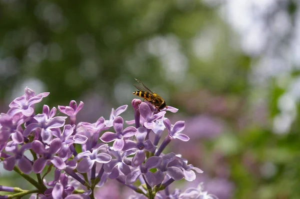 Eine Kleine Biene Auf Den Blüten Des Flieders — Stockfoto