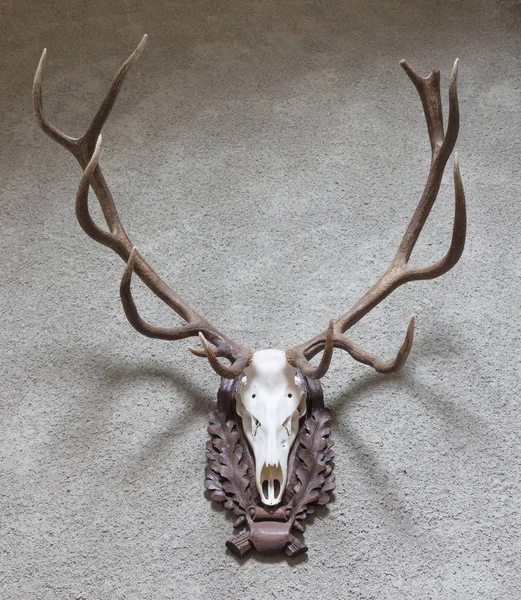 墙上挂着的大鹿狩猎奖杯 — 图库照片