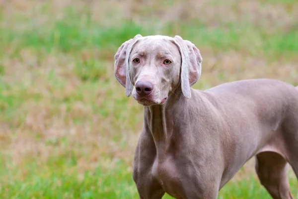 Weimaraner Tient Dans Champ Regardant Des Poulets Des Oiseaux — Photo