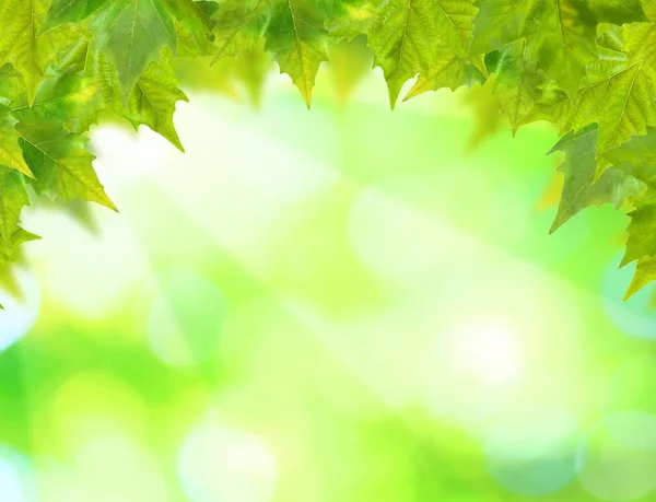 Vackra Gröna Blad Med Grön Bakgrund Våren — Stockfoto