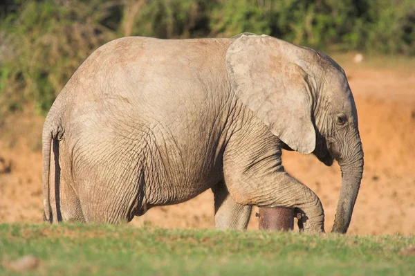 Africký Slon Opřenou Vodní Dýmku — Stock fotografie