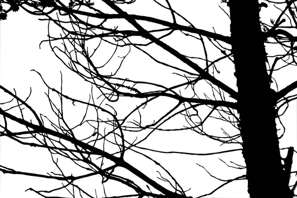 Árvore Silhueta Fundo Branco — Fotografia de Stock