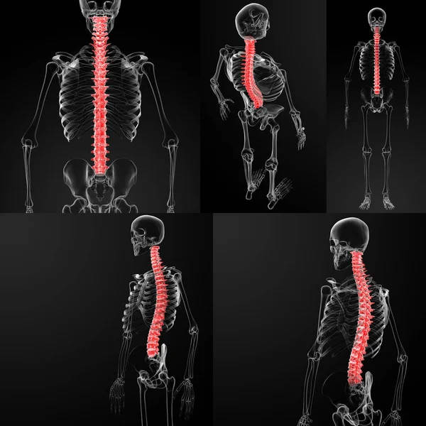 3d rendering of  human spine