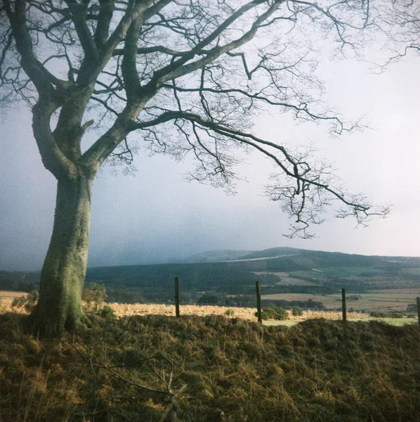 코티에뮤어 케이그 애버딘셔의 외로운 나무의 이미지 — 스톡 사진