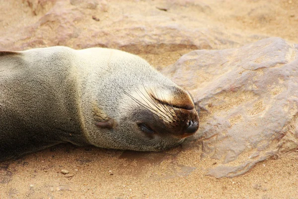 Namibian Wild Life Cape Cross Dry Season — Stock Photo, Image