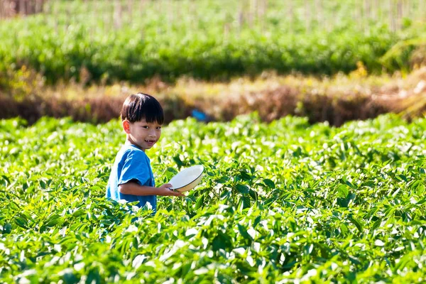 Gente Trabajando Parque Pimientos Verdes — Foto de Stock