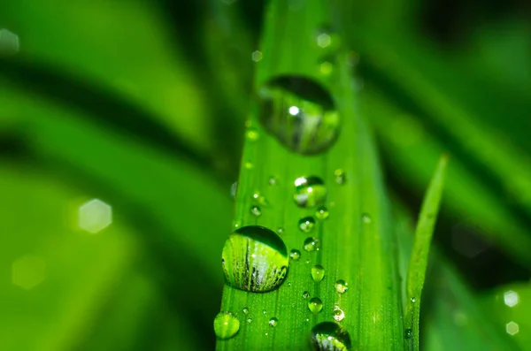 Grama Close Gotas Água Orvalho Manhã Cedo — Fotografia de Stock