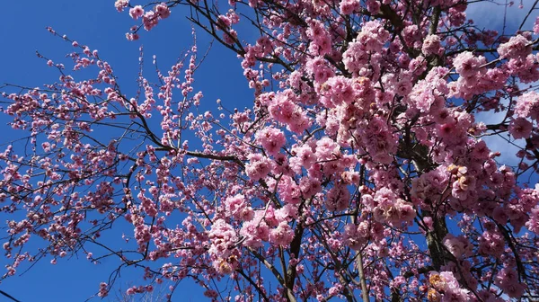 Цветущая Вишня Растет Горах Создает Сказочные Розовые Цветы — стоковое фото