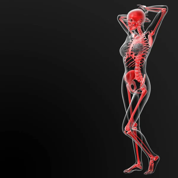 Renderizar Ilustración Médica Del Esqueleto Femenino Vista Lateral — Foto de Stock