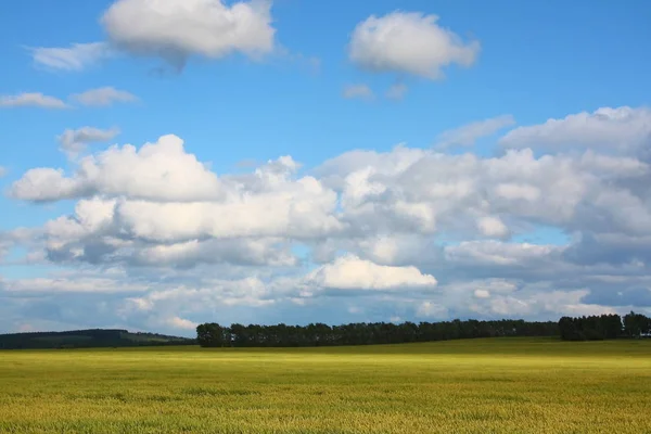 Wheaten Field Background Sky — Stock Photo, Image