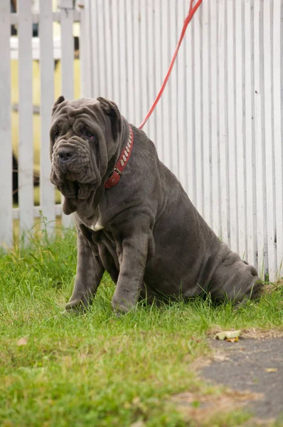 Ein Bild Eines Schönen Mastino Napoletano — Stockfoto