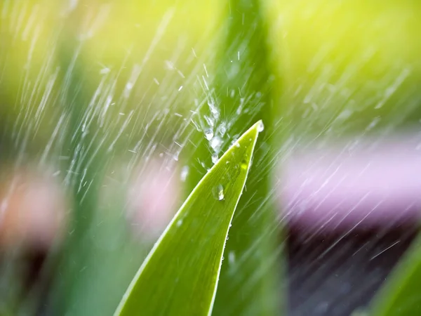 Closeup Sprinkler Spraying Leaves Garden — Stock Photo, Image