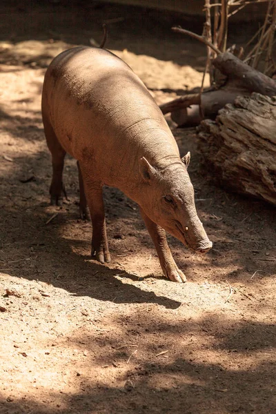 Kuzey Sulawesi Babirusa Babyrousa Celebensis Olarak Bilinir Endonezya Bulunan Bir — Stok fotoğraf