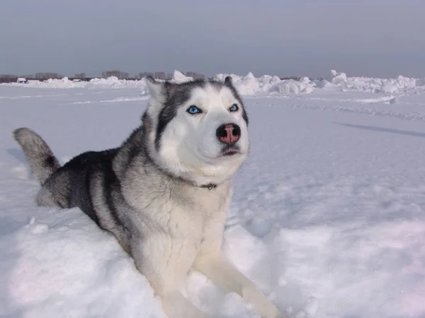 Der Hund Husky Winter — Stockfoto