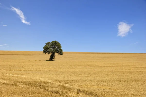 Alone Tree Yellow Field Day View — Stock Photo, Image