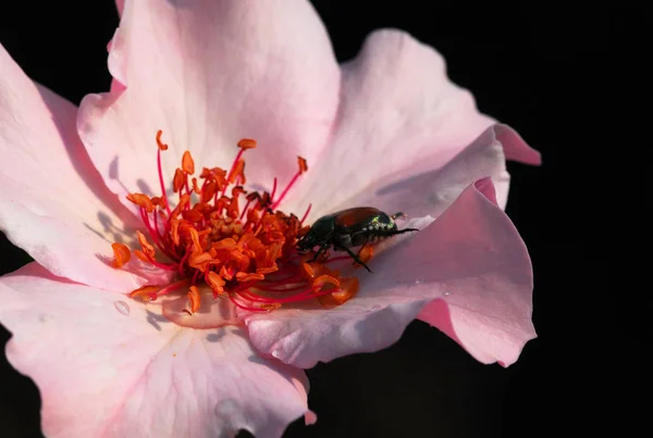 Крупним Планом Зображення Рожевої Квітки Комахою — стокове фото