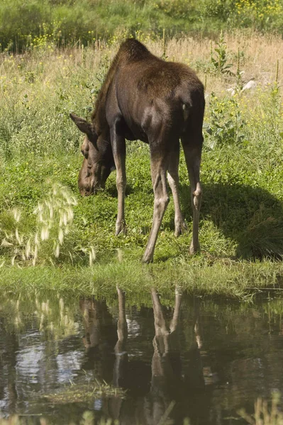 Moose Alces Alces Banff National Park Kanada — Stockfoto