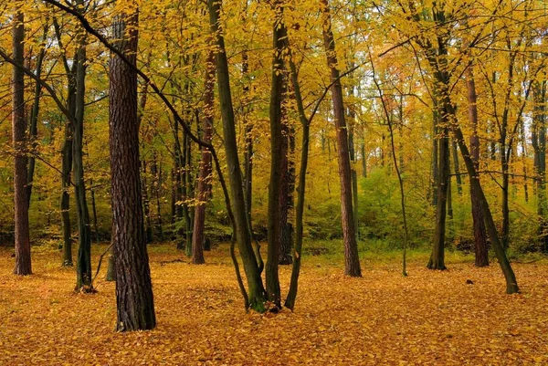 숲에서 가을의 클로즈업 — 스톡 사진