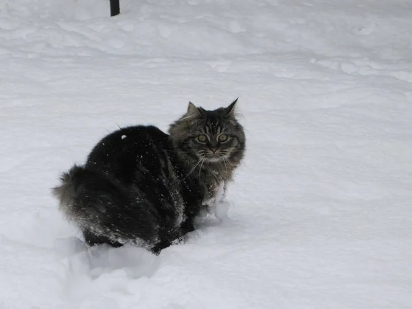 Χαριτωμένο Μακριά Μαλλιά Τιγρέ Γατάκι Στο Παιχνίδι Στο Χιόνι — Φωτογραφία Αρχείου