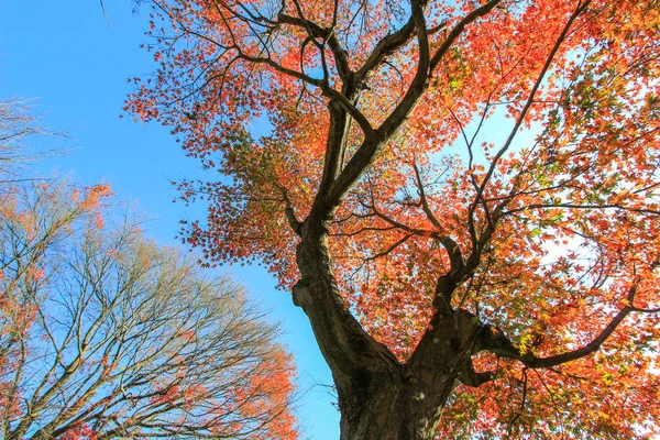 日本京都秋季的树木和树叶 — 图库照片