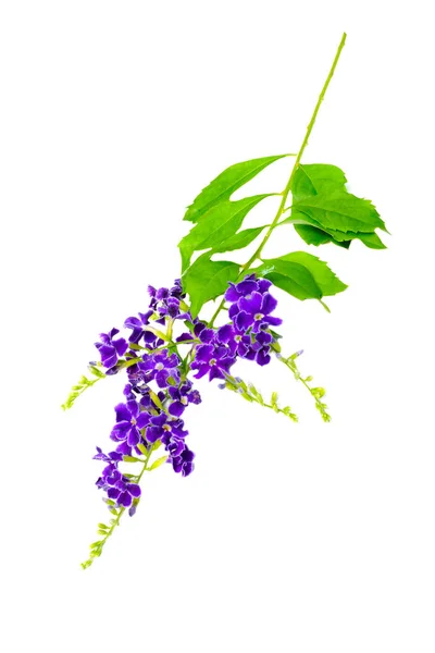 Violet Color Duranta Erecta Verbenaceae — Stock Photo, Image