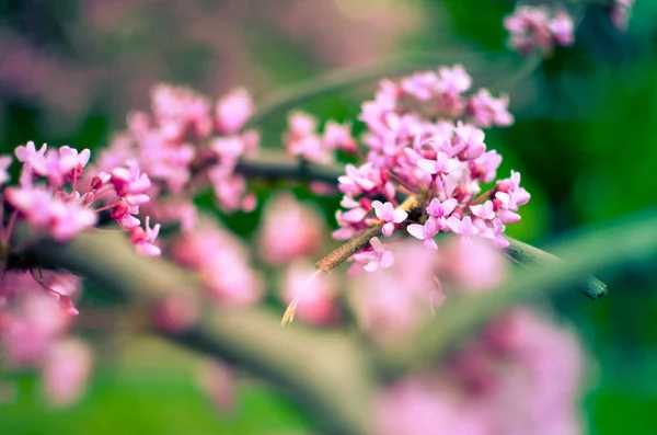 Purple Spring Blossom Cercis Canadensis Flores Redbud Del Este — Foto de Stock