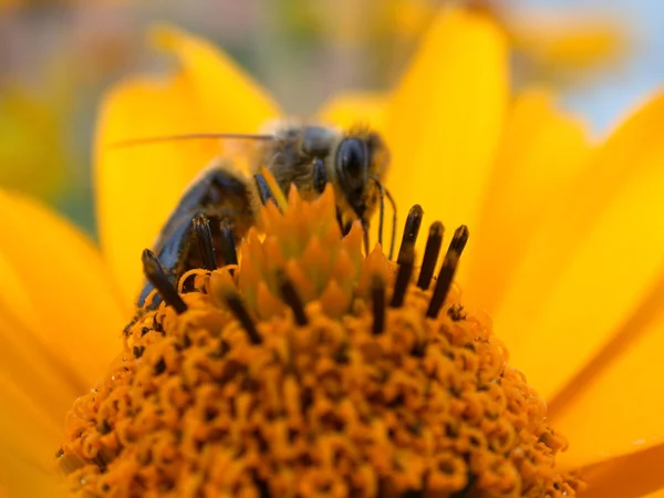 Die Biene Auf Der Blume Makro — Stockfoto