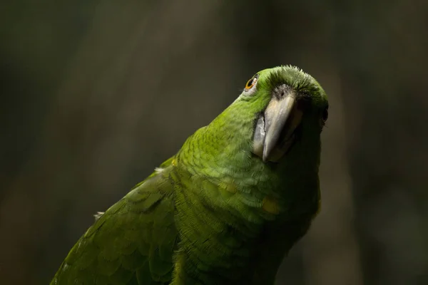 Zöld Papagáj Látszó Fényképezőgép Vicces Állatkép — Stock Fotó