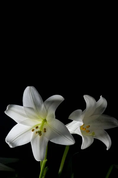 Two white lilies isolated on black background, macro