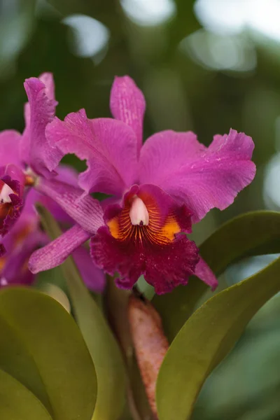 Cattleya Orchideenblume Blüht Sommer Hawaii Einem Botanischen Garten — Stockfoto