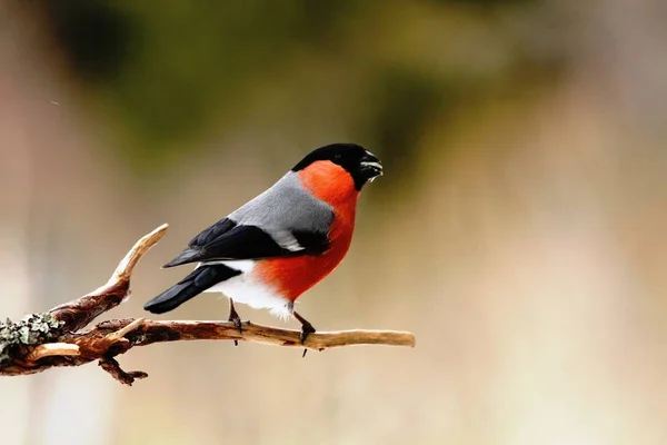 Eurasian Bullfinch Dompap Bird Tree — Stock Photo, Image