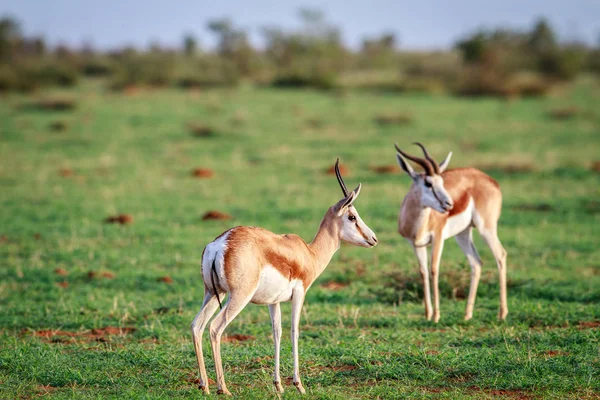 Dvě Springboks Stojící Trávě Národním Parku Etosha Namibie — Stock fotografie