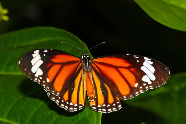 Μια Πεταλούδα Που Αναπαύεται Φύλλο — Φωτογραφία Αρχείου