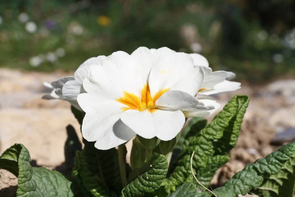 Detalle Planta Onagra Con Flores Blancas —  Fotos de Stock