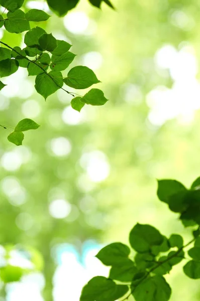 Närbild Foto Några Färska Gröna Blad — Stockfoto