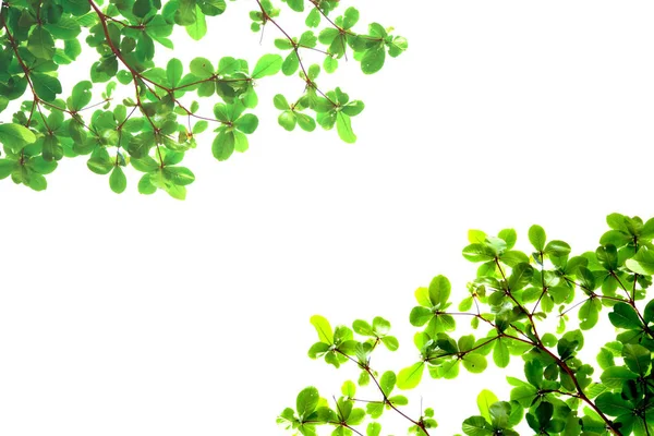 Gröna Blad Arrangerade Naturen Som Ram Framför Vita — Stockfoto