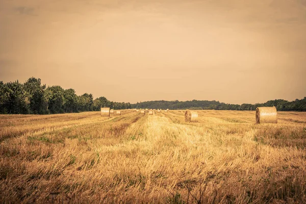 Champ Campagne Avec Balles Rondes Été — Photo