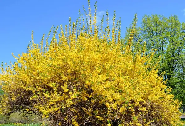 Close Uitzicht Verse Mooie Lente Bloei — Stockfoto