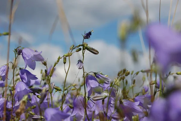 Flores Campo — Foto de Stock