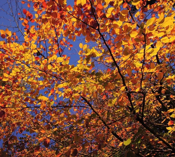 Folhas Outono Coloridas Brilhantes Fundo Texturizado — Fotografia de Stock