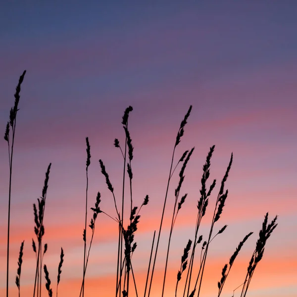 Bellissimo Tramonto Serale Con Erba Grano Primo Piano — Foto Stock