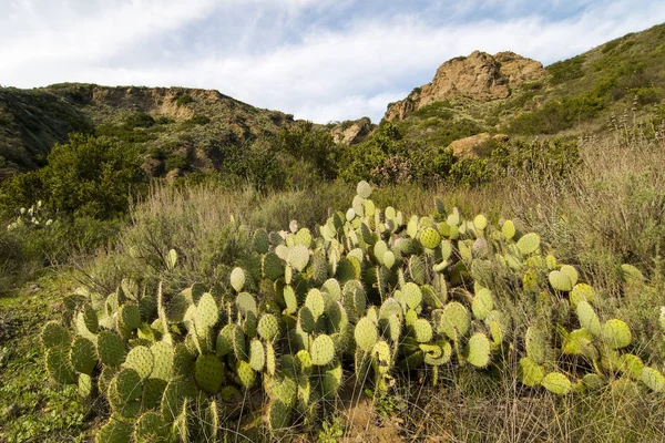 Prickly Hrušeň Cactus Optuntia Engelmannii Ještěří Stopě Wildwood Park Tisíce — Stock fotografie