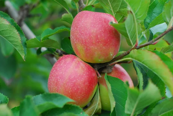 Klastra Gospodarstwa Świeże Czerwone Jabłko Pyszne Owoce — Zdjęcie stockowe