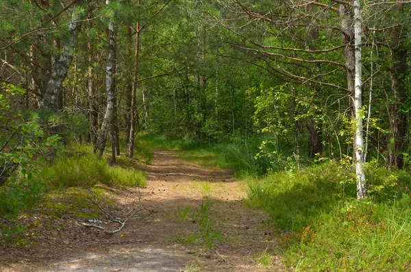 Camino Tirado Bosque Pinos — Foto de Stock