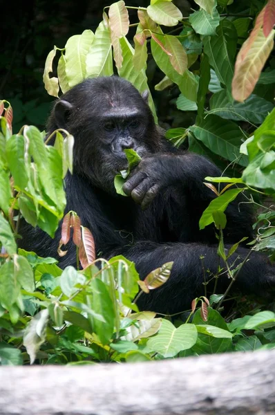 Chimpancé Fotografía Vida Silvestre Parque Nacional Gombe Tanzania — Foto de Stock