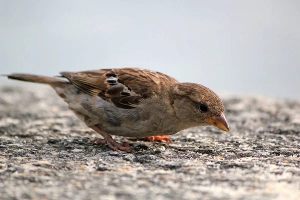 Bruine Kleine Sparrow Eten Een Muur — Stockfoto