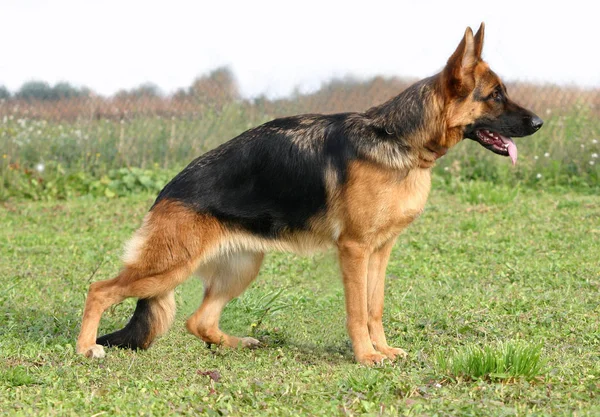 Portret Van Een Rasechte Duitse Herder Buitenlucht — Stockfoto